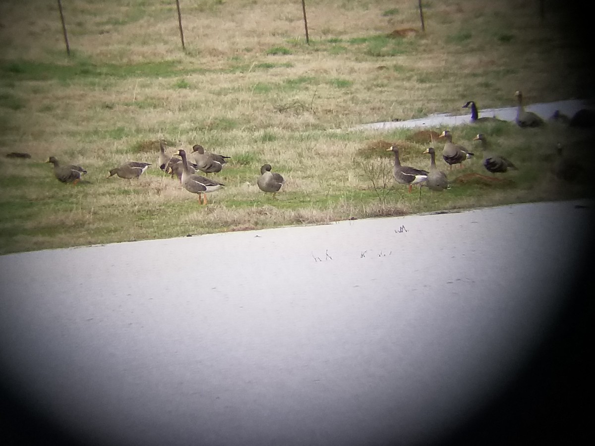 Greater White-fronted Goose - ML87970341