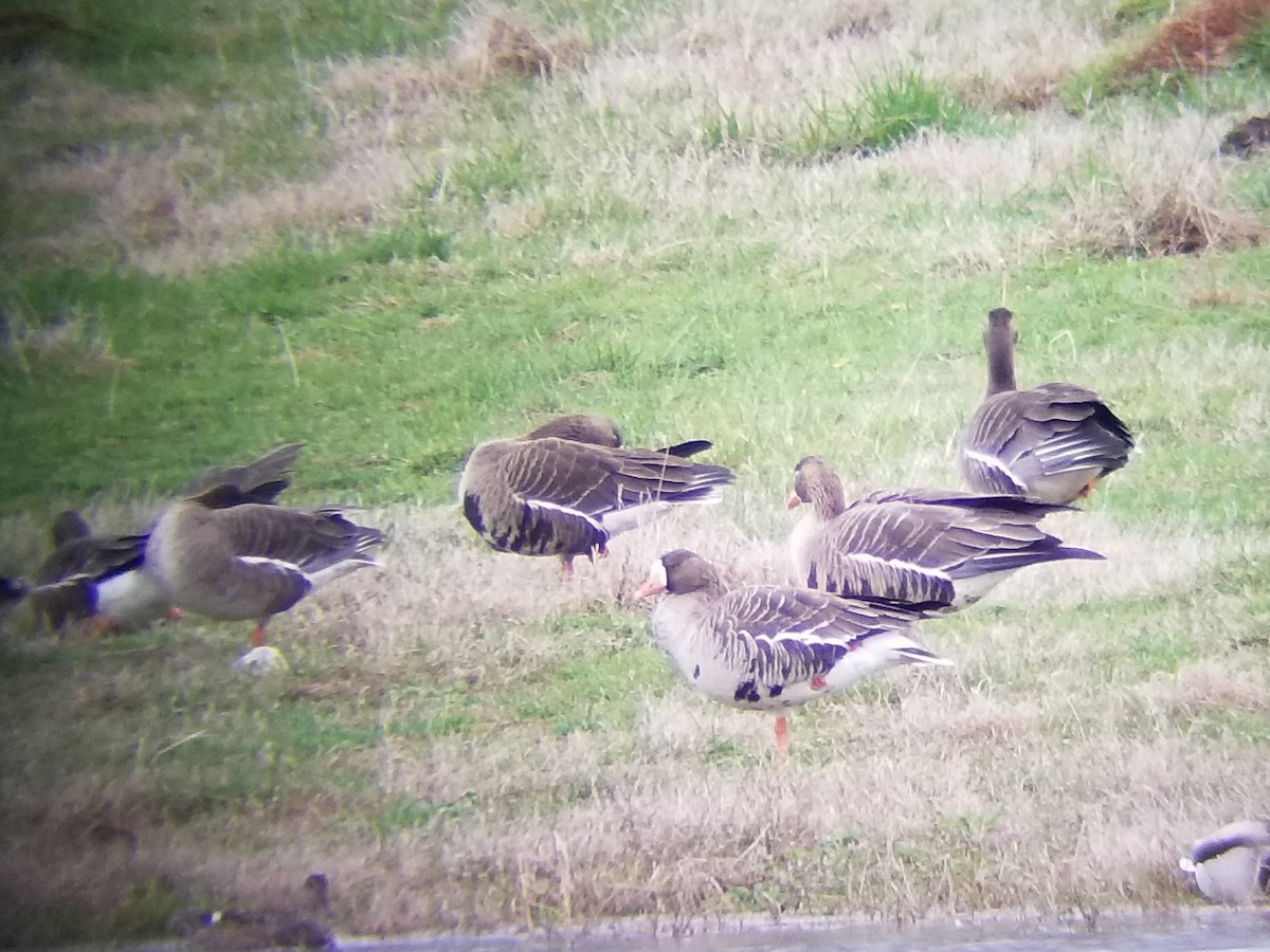 Greater White-fronted Goose - Damien Simbeck