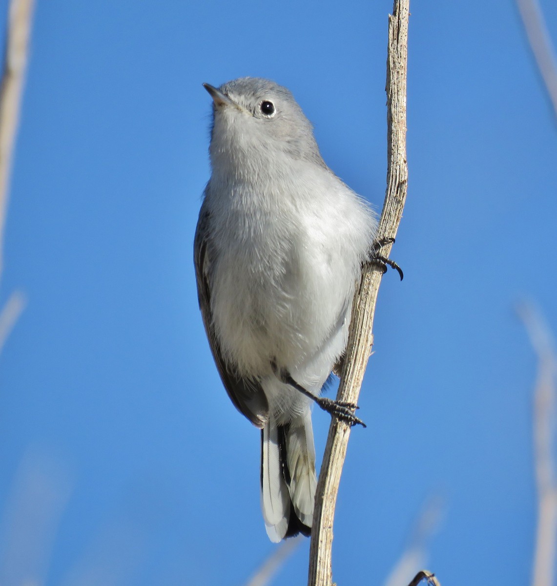 Blue-gray Gnatcatcher (obscura Group) - ML87972131