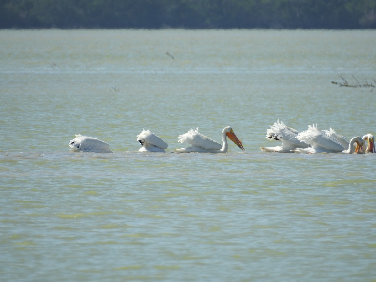 pelikán severoamerický - ML87974771