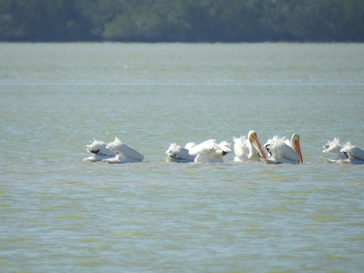 pelikán severoamerický - ML87974821