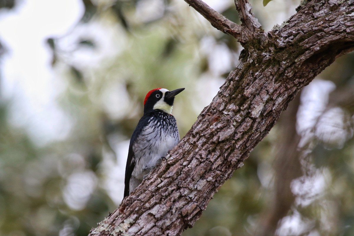 Acorn Woodpecker (Acorn) - ML87975291