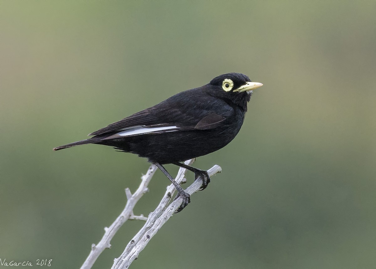 Spectacled Tyrant - ML87975341