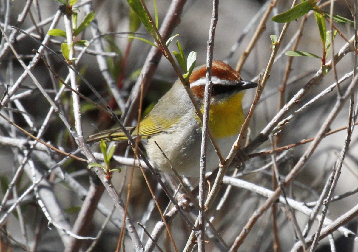 Rufous-capped Warbler - ML87975441