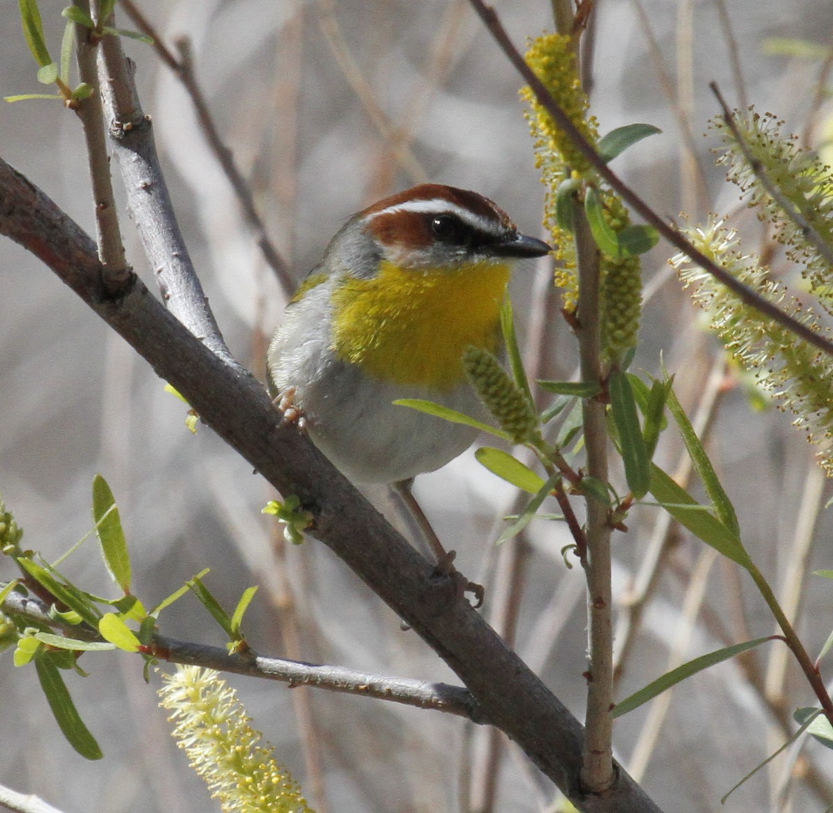 Rufous-capped Warbler - ML87975471