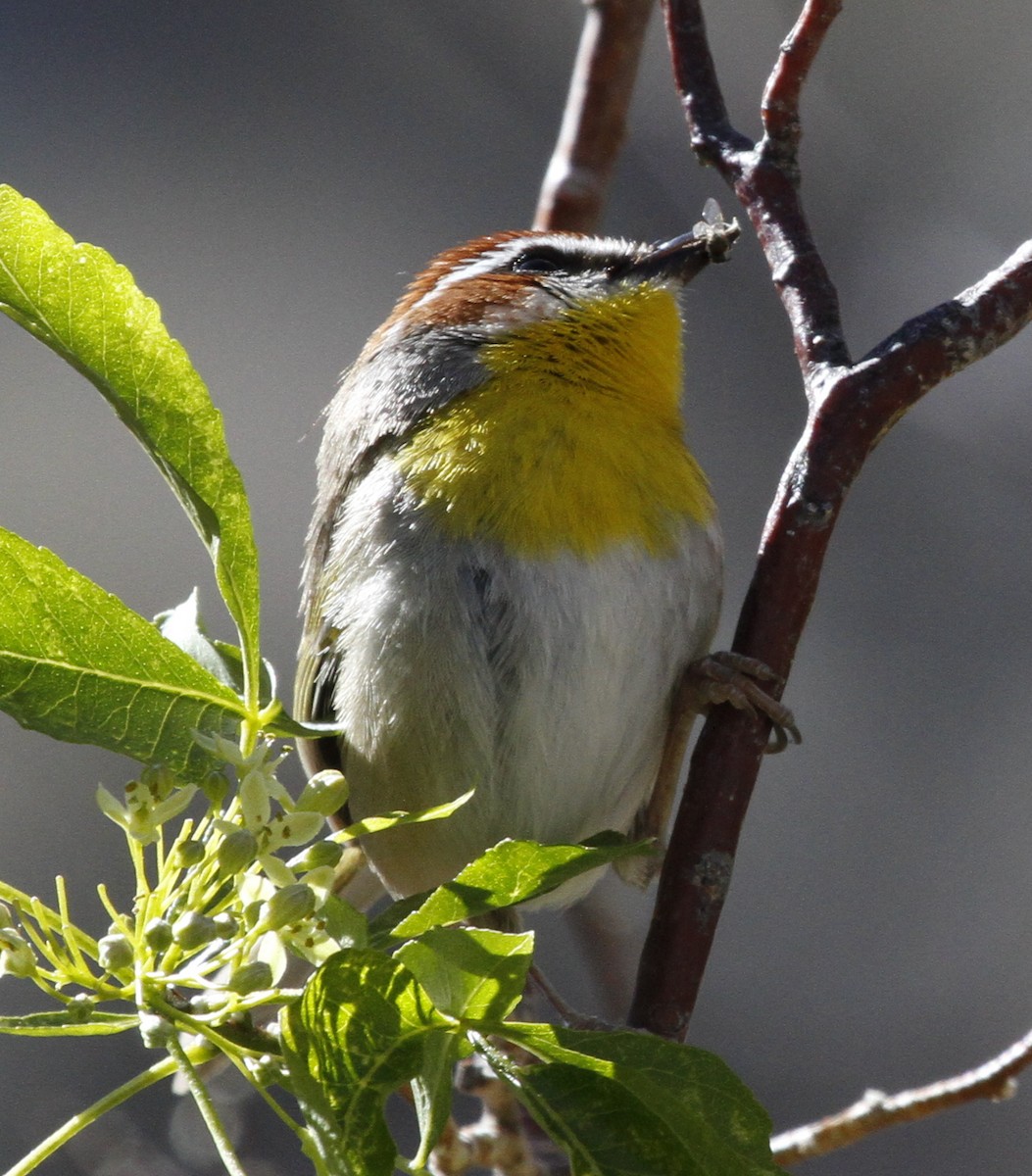 Rufous-capped Warbler - ML87975491
