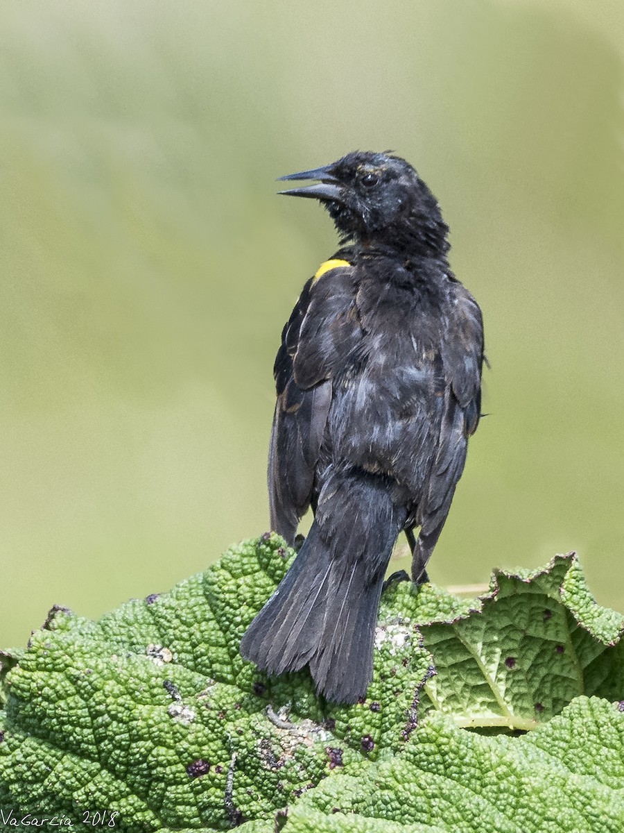 Yellow-winged Blackbird - ML87975691