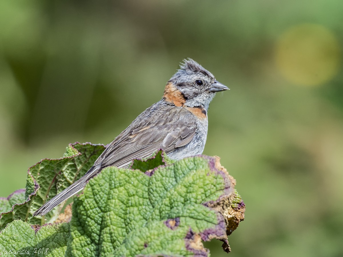 Rufous-collared Sparrow - ML87975861