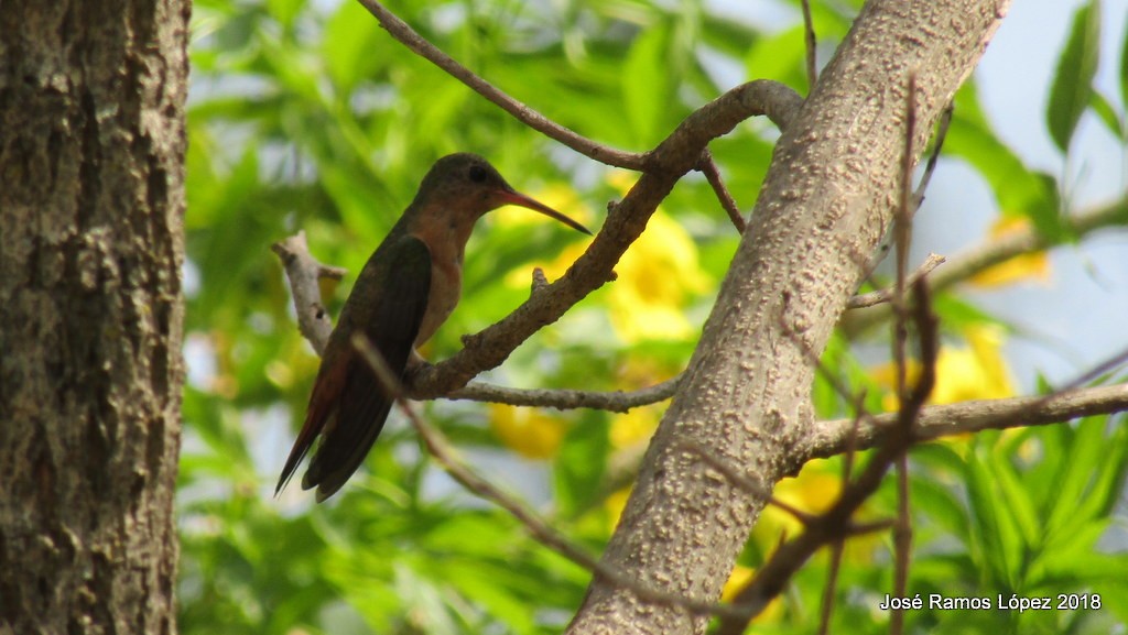 Cinnamon Hummingbird - ML87976271