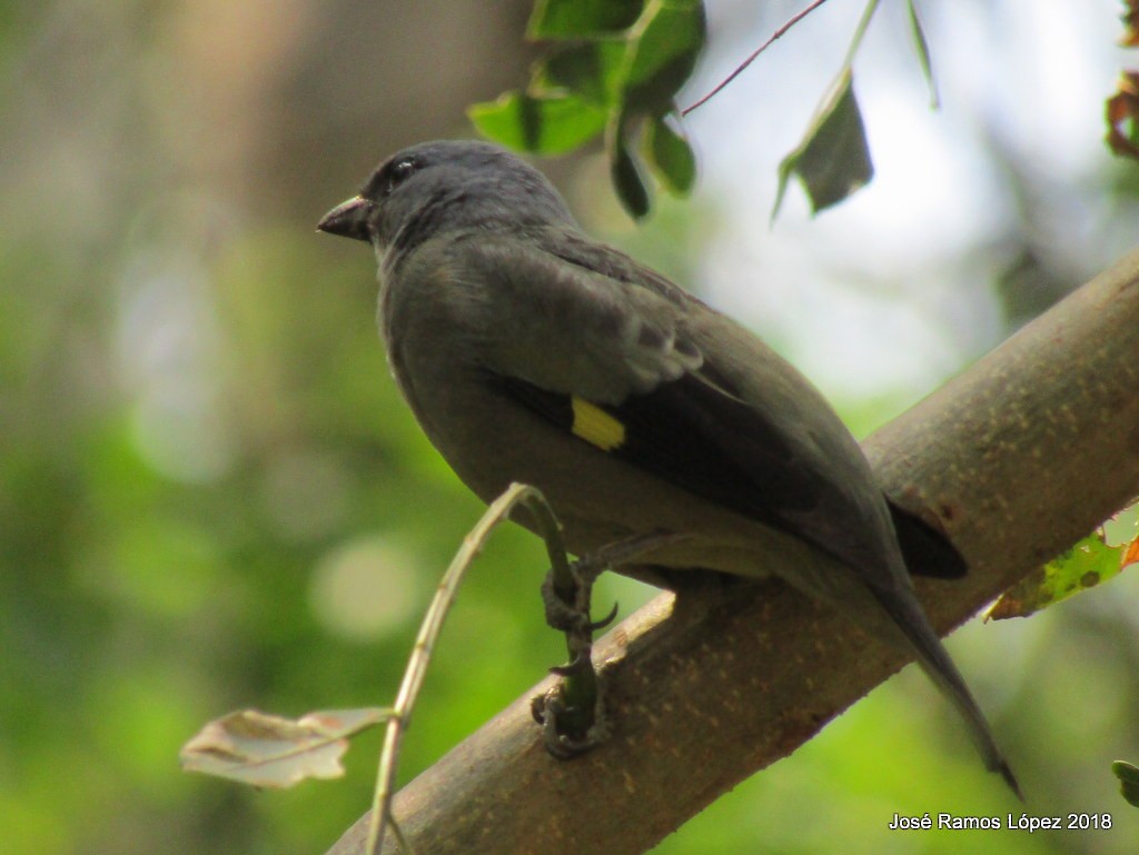 Yellow-winged Tanager - ML87976701