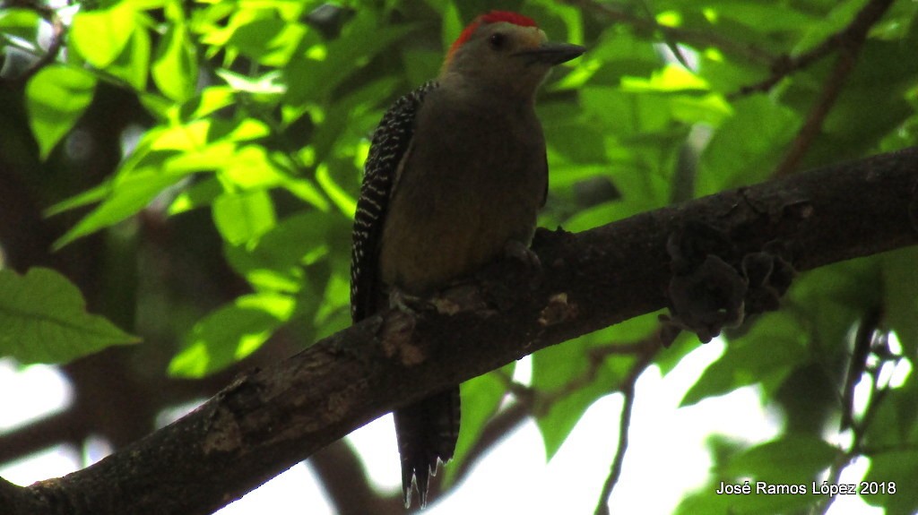 Golden-fronted Woodpecker - ML87976881