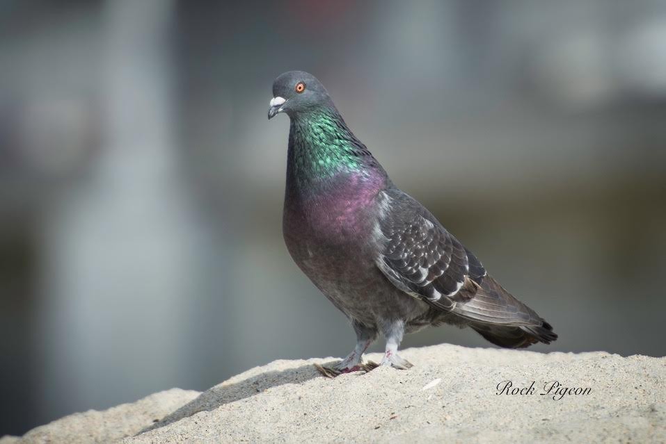 Rock Pigeon (Feral Pigeon) - Braeden Vandersluis