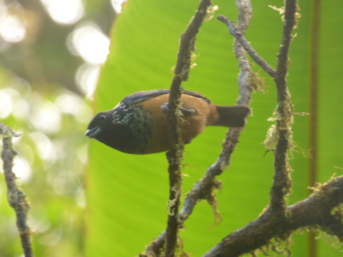 Spangle-cheeked Tanager - ML87979621