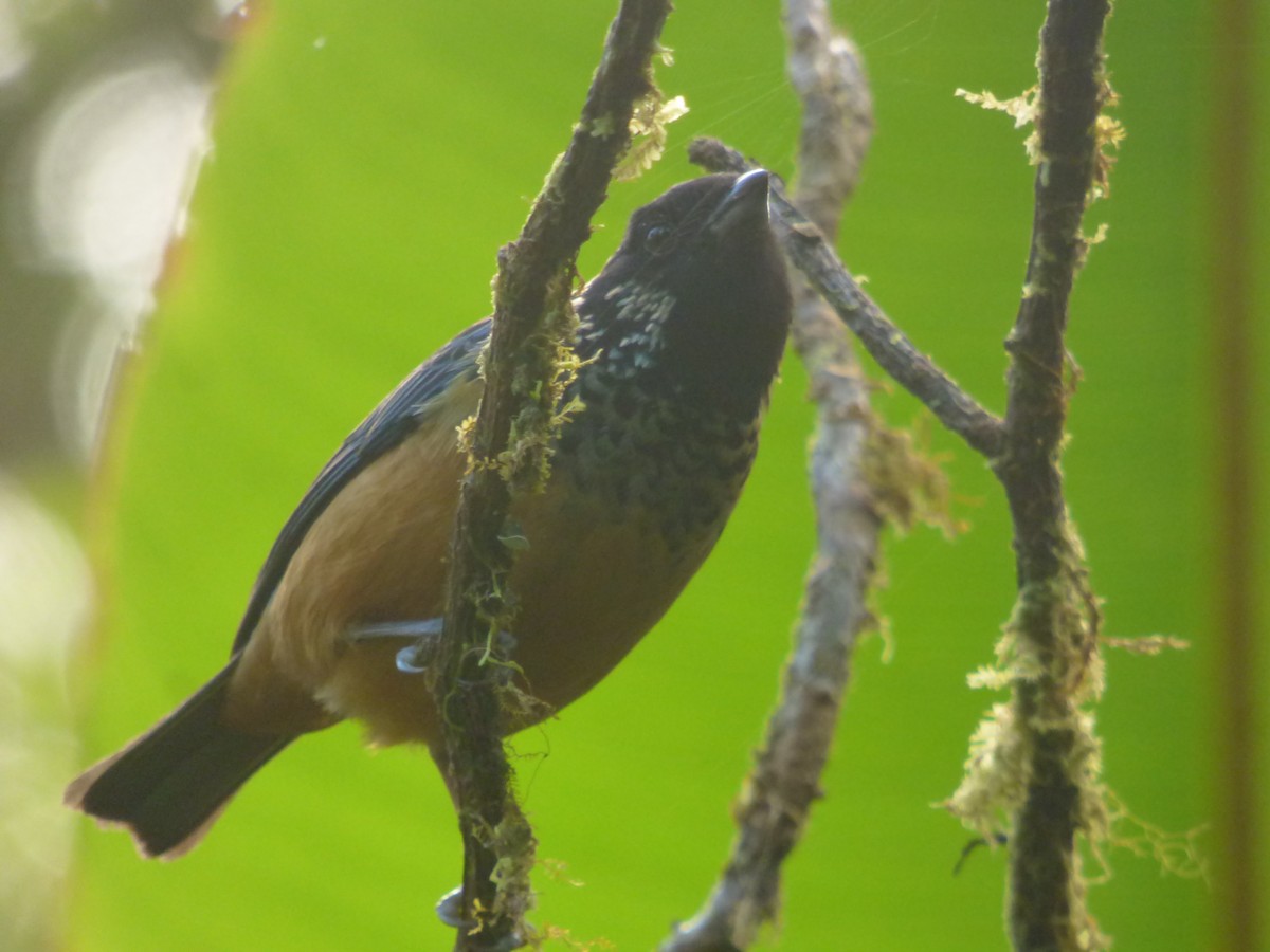 Spangle-cheeked Tanager - ML87979681