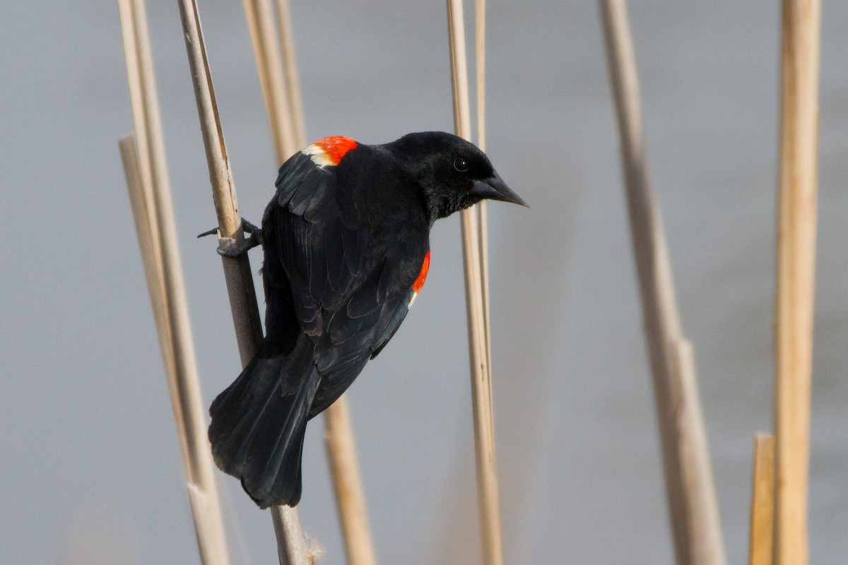 Red-winged Blackbird - Sue Barth