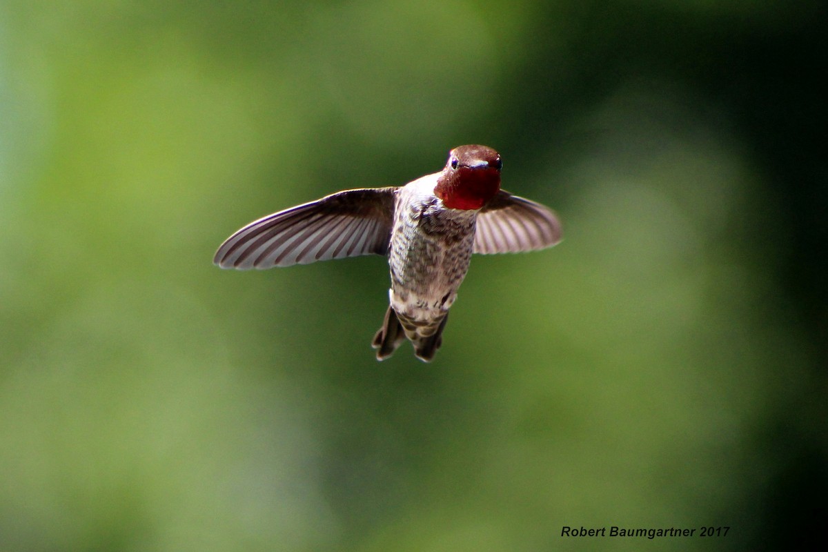 Anna's Hummingbird - Robert Baumgartner