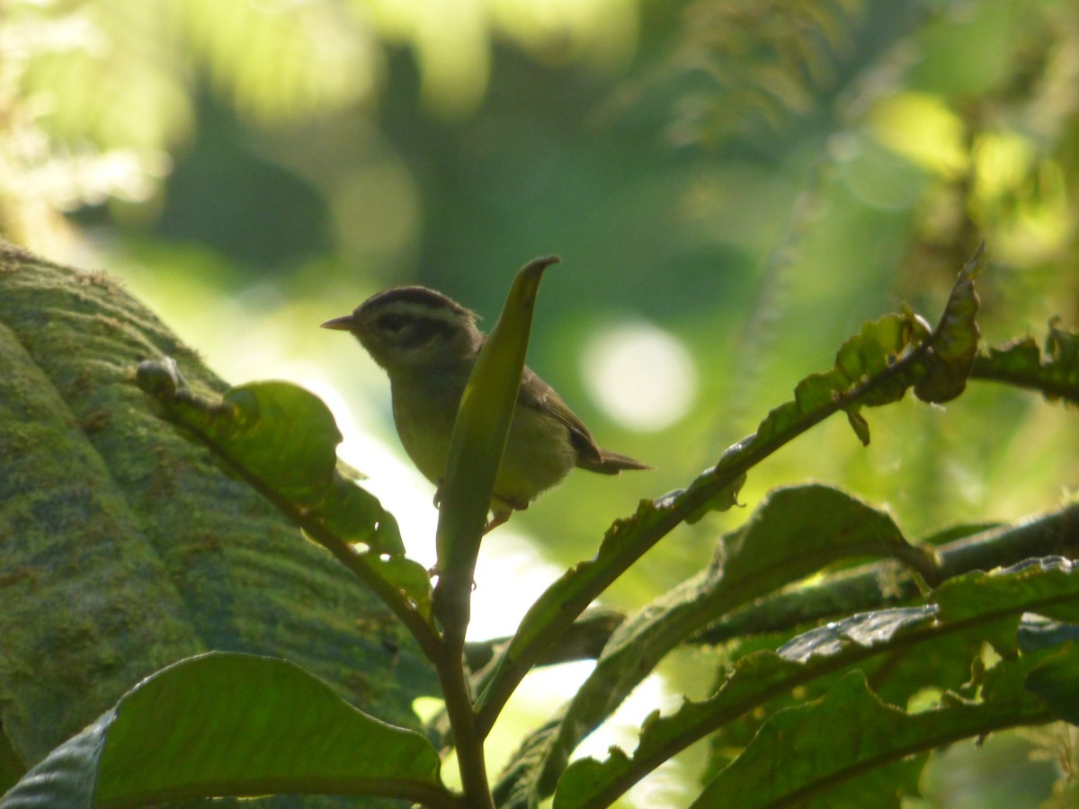 Costa Rican Warbler - ML87981781