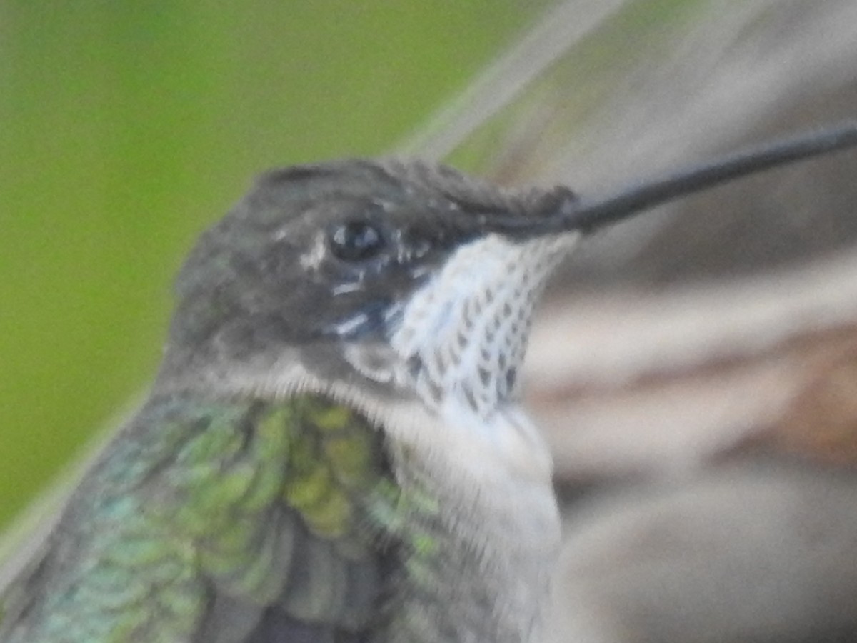 Ruby-throated Hummingbird - ML87984811