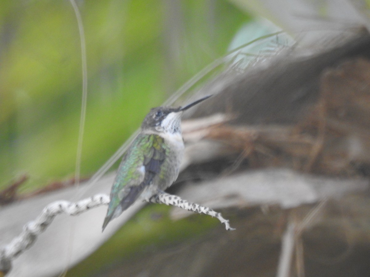 Ruby-throated Hummingbird - ML87984961