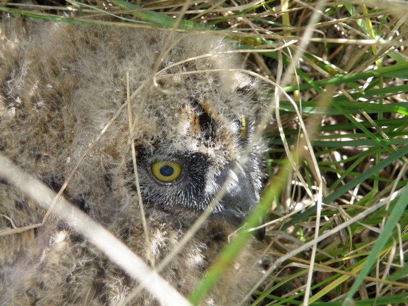 Short-eared Owl - ML87986441