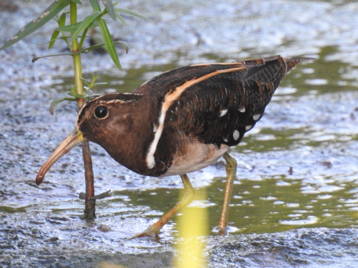 South American Painted-Snipe - ML87990741