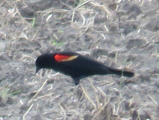 Red-winged Blackbird - ML87991561