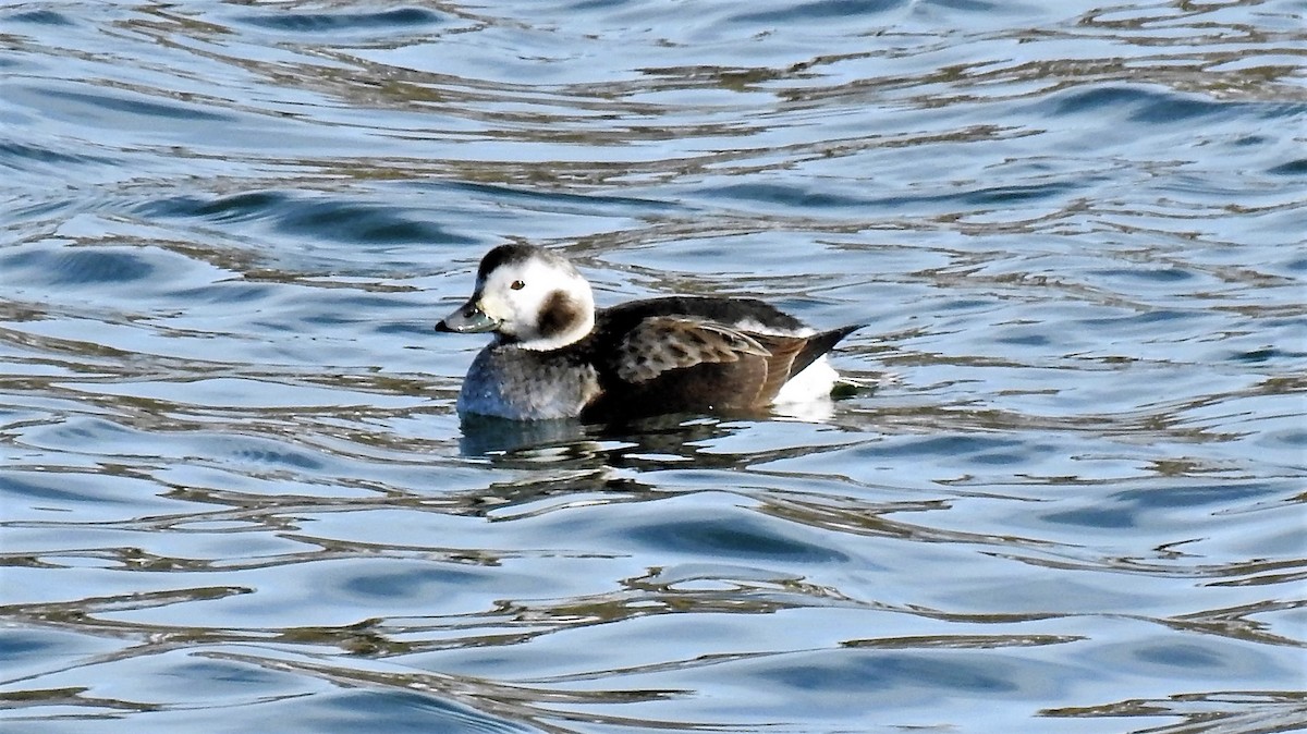 Long-tailed Duck - ML87992771
