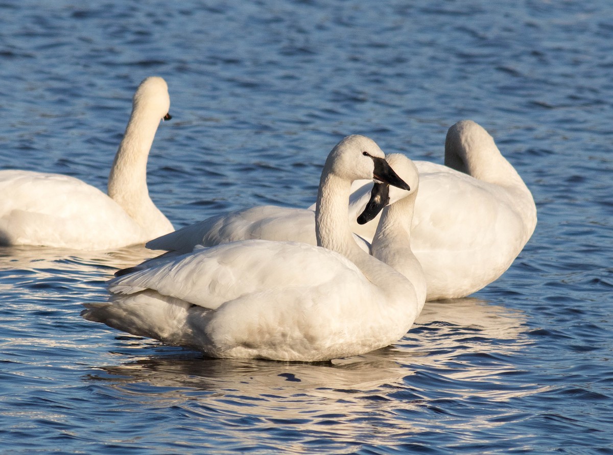 Tundra Swan (Whistling) - ML87994971