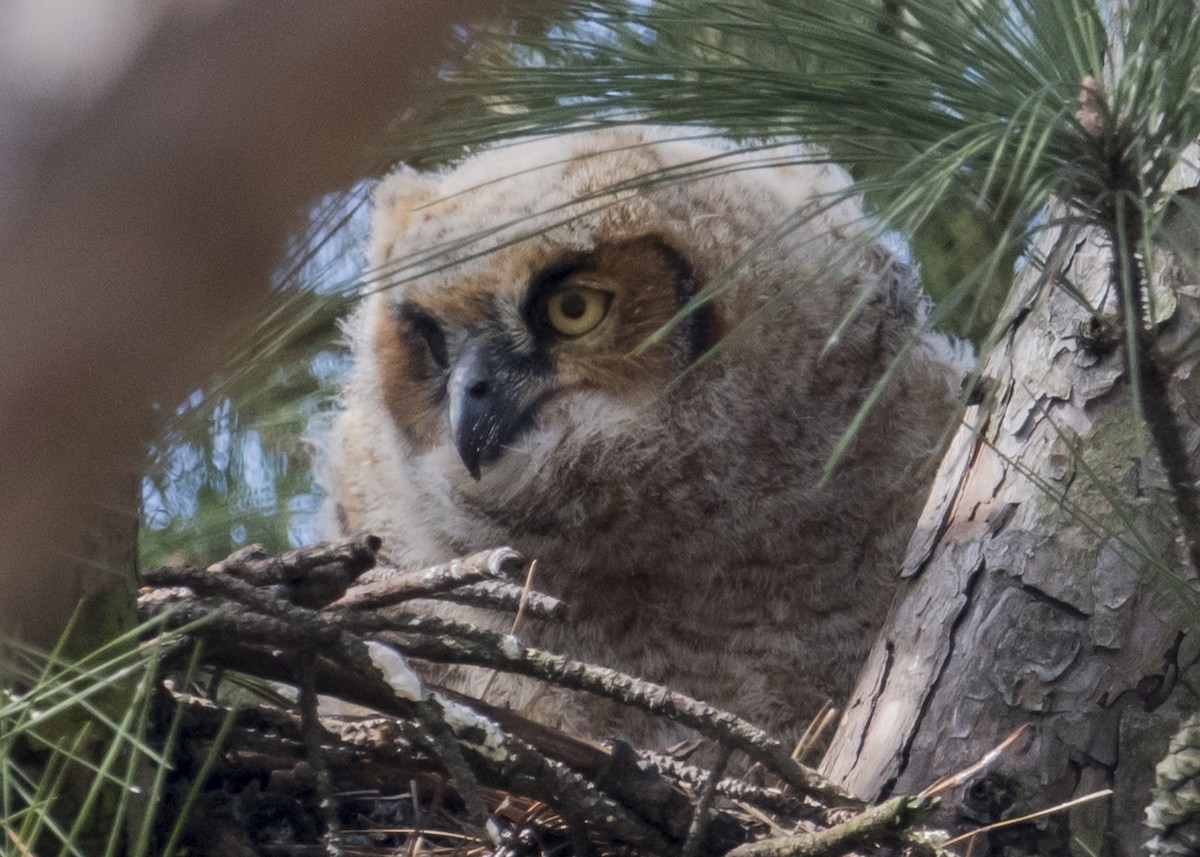 Great Horned Owl - ML87997131