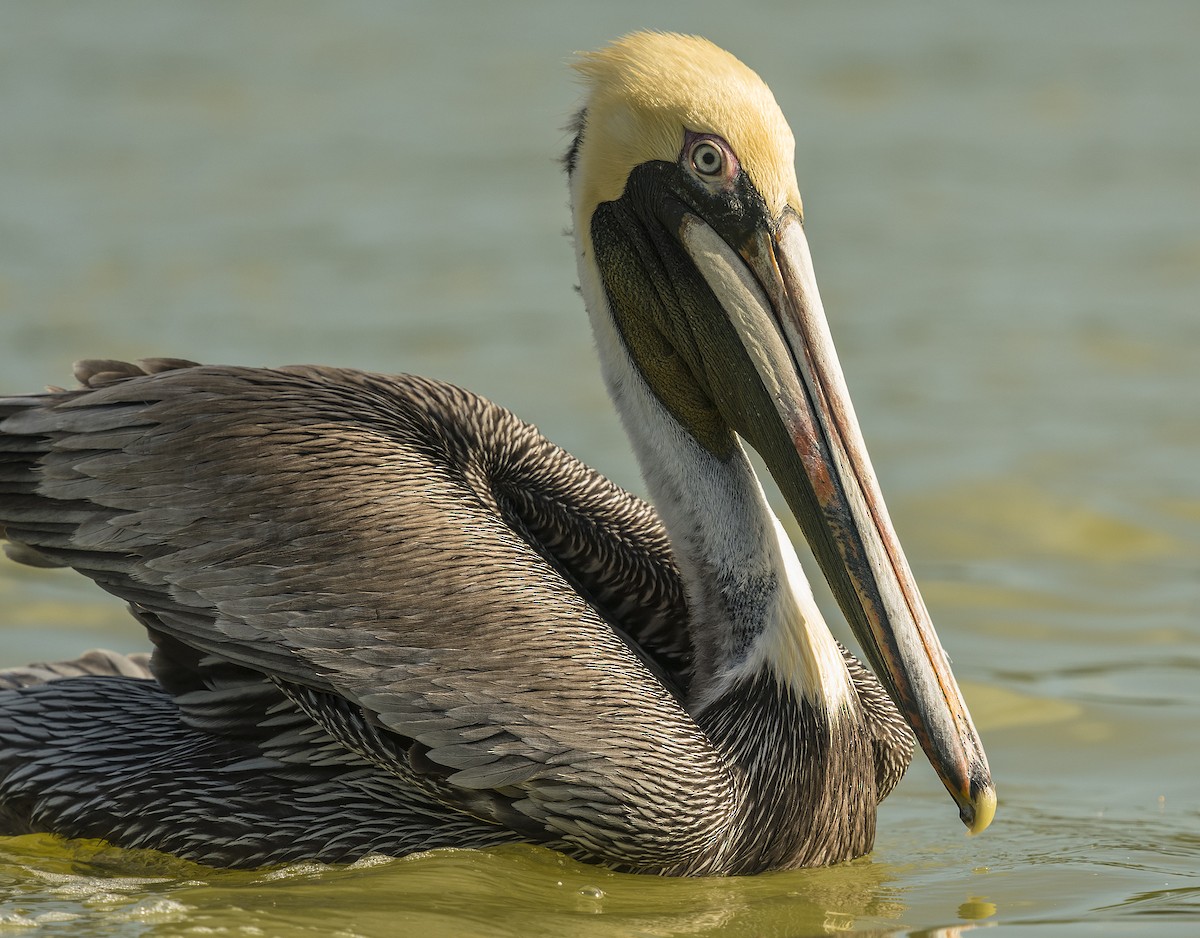 Brown Pelican (Atlantic) - Ian Routley