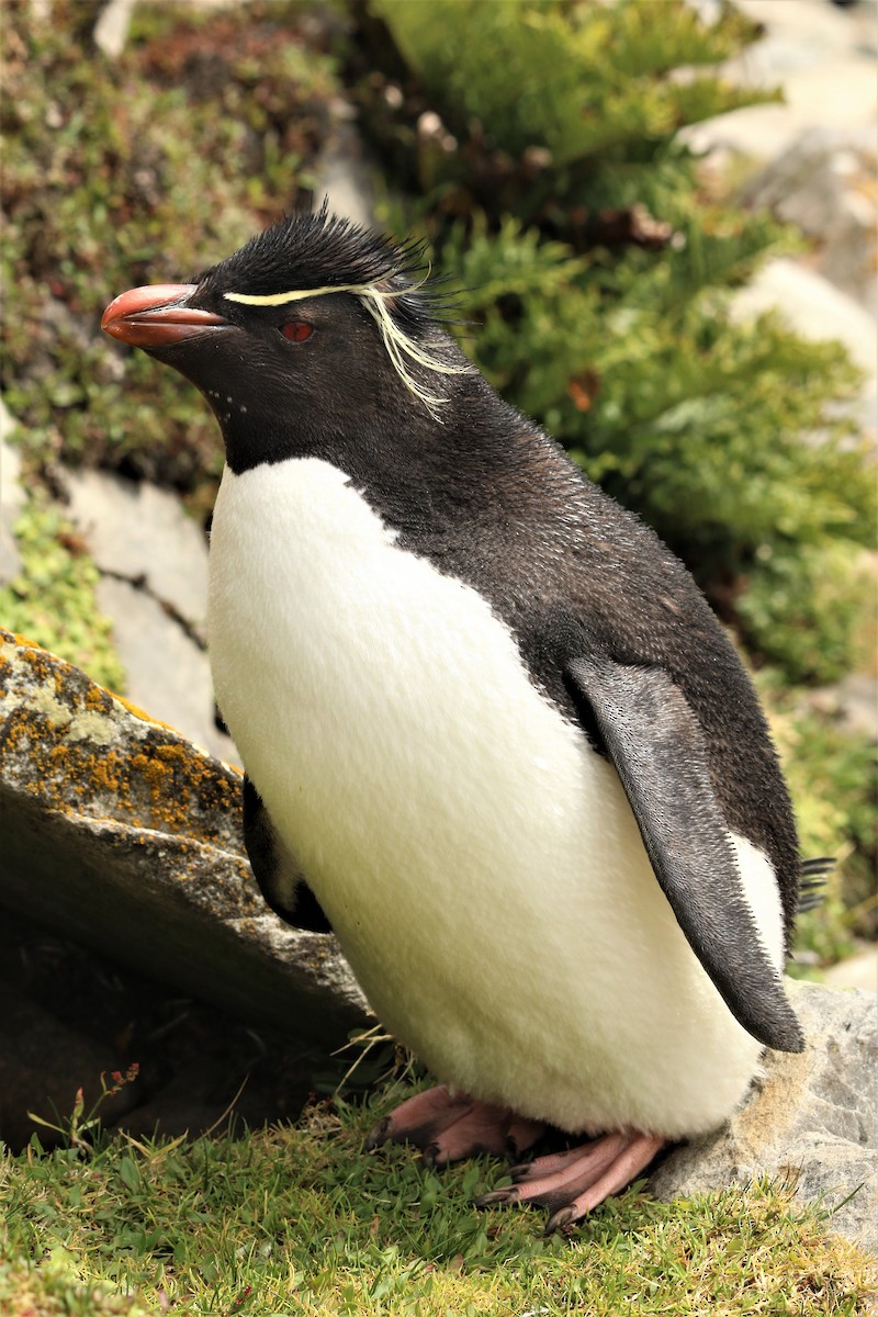 Southern Rockhopper Penguin - ML87999941