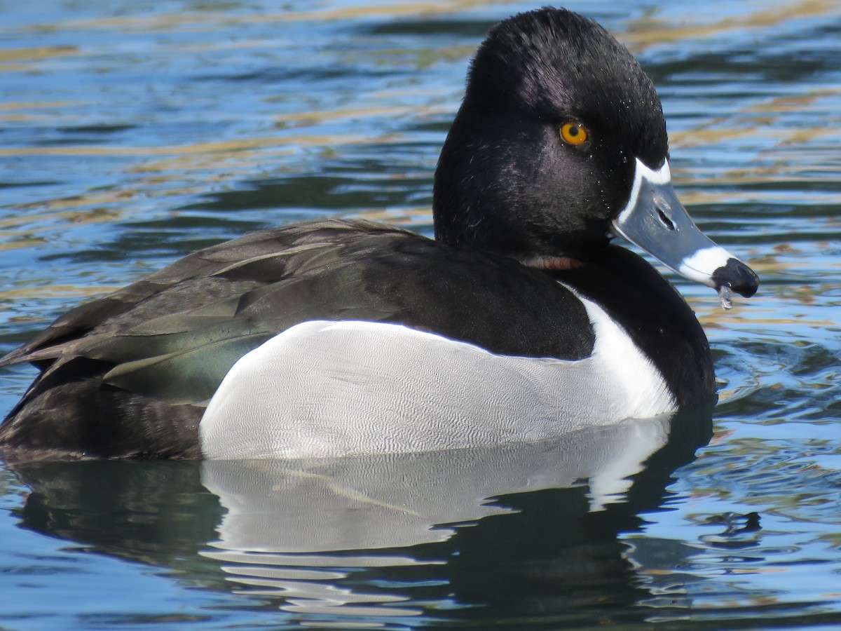 Ring-necked Duck - Kent Fiala