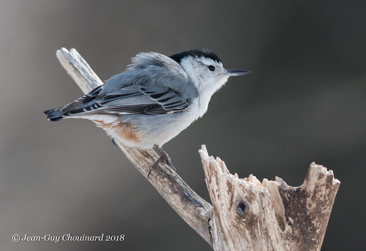 White-breasted Nuthatch - Jean Guy Chouinard