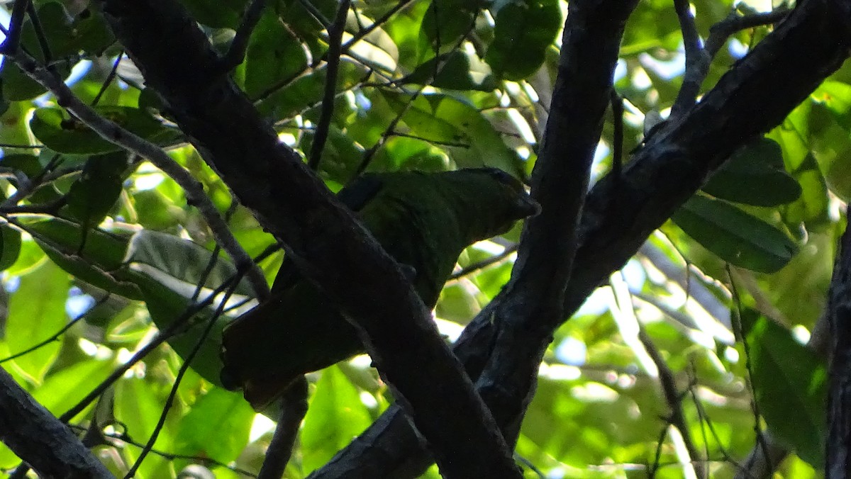Golden-tailed Parrotlet - Francisco González Táboas