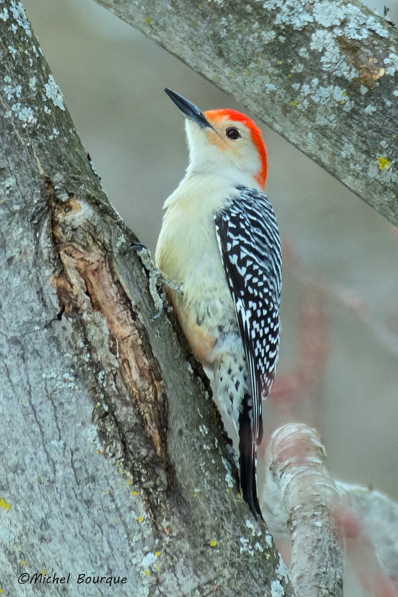 Red-bellied Woodpecker - Michel Bourque