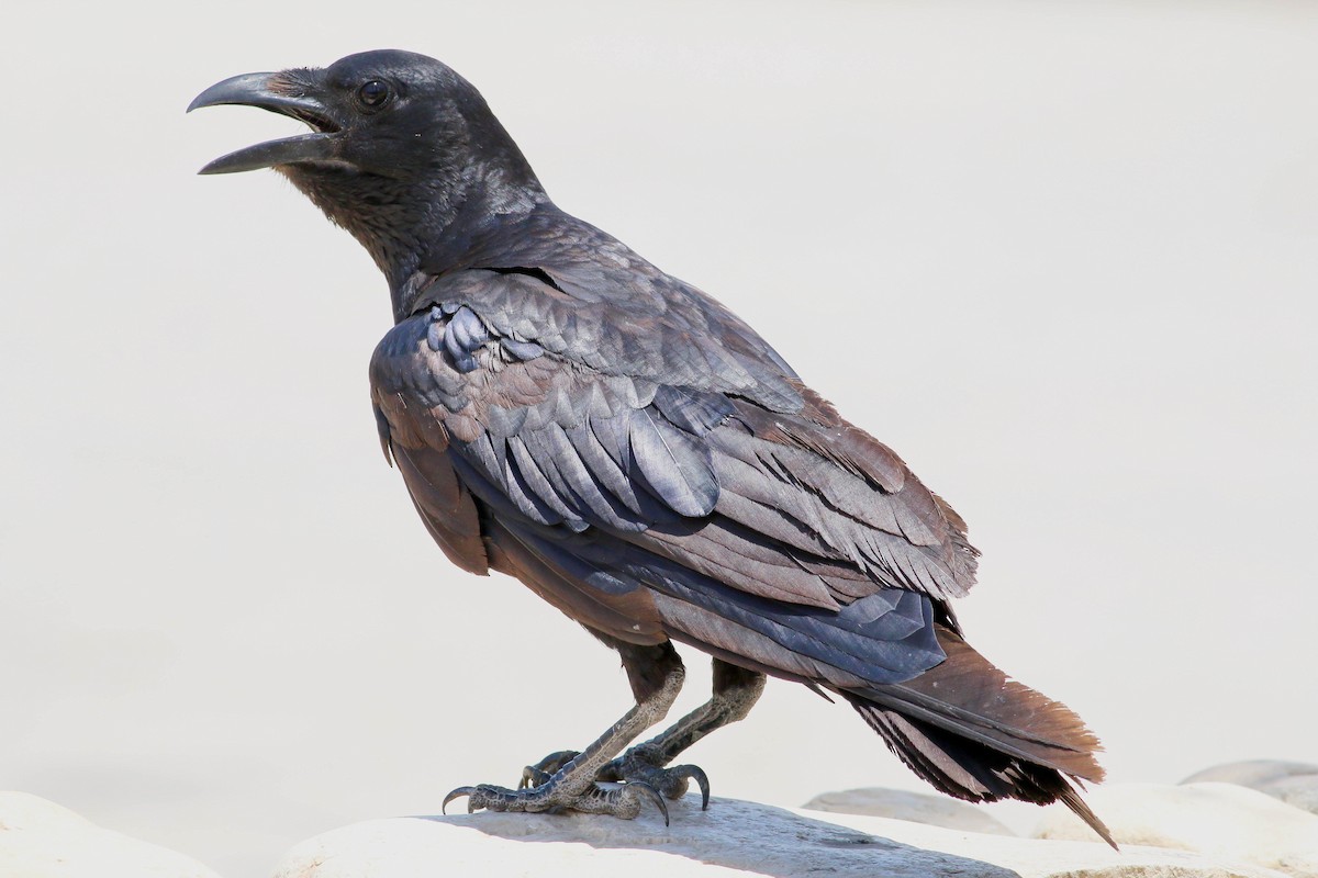 Fan-tailed Raven - ML88004321