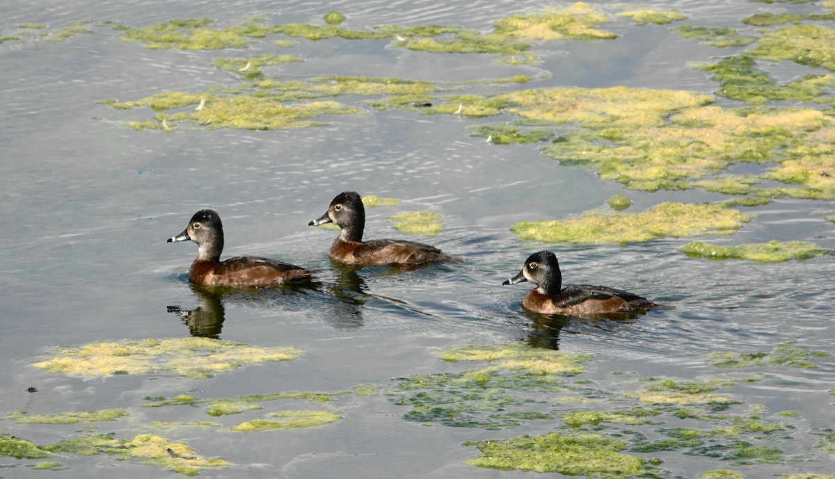 Ring-necked Duck - Kathie Rosse