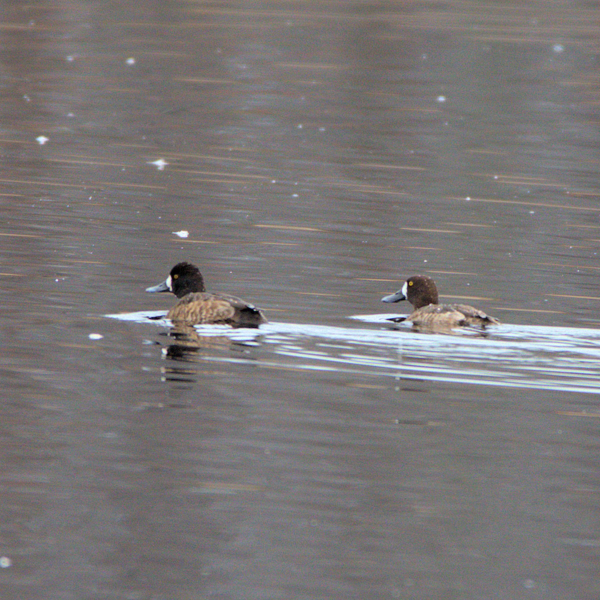 Greater Scaup - Tom Farrell