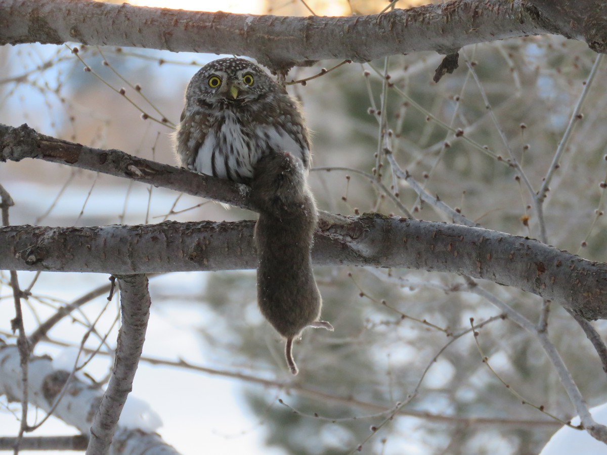 Northern Pygmy-Owl - ML88006791