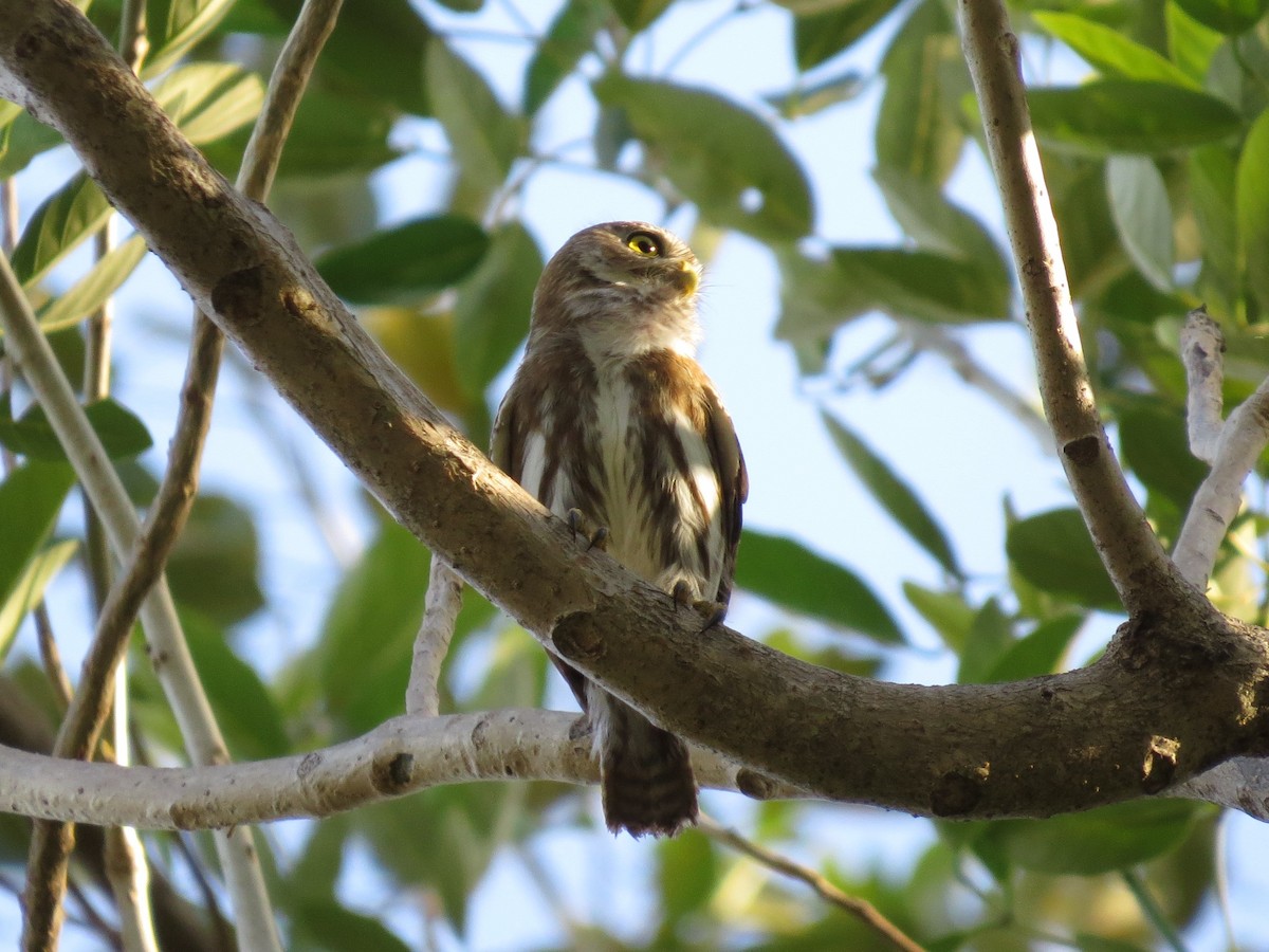 Ferruginous Pygmy-Owl - Joan Baker