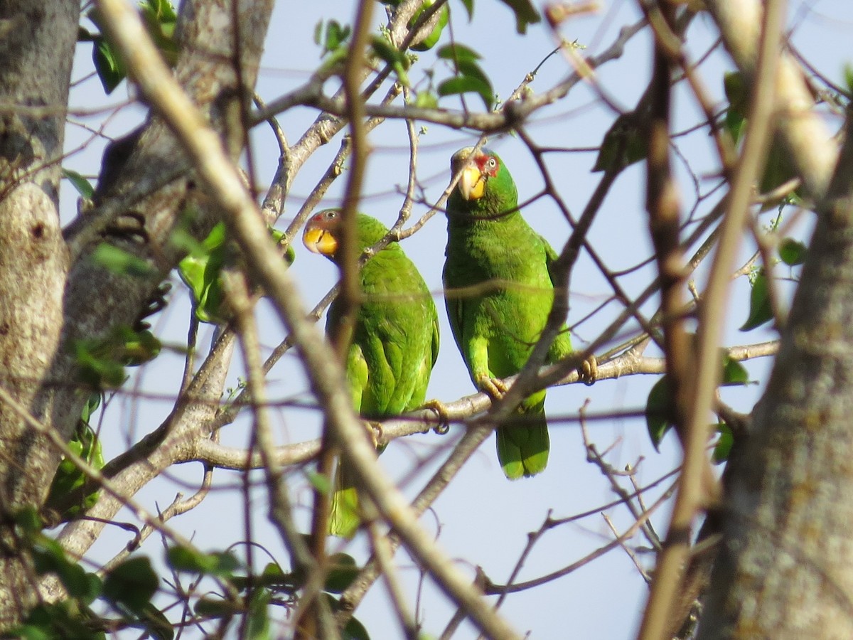White-fronted Parrot - ML88007061