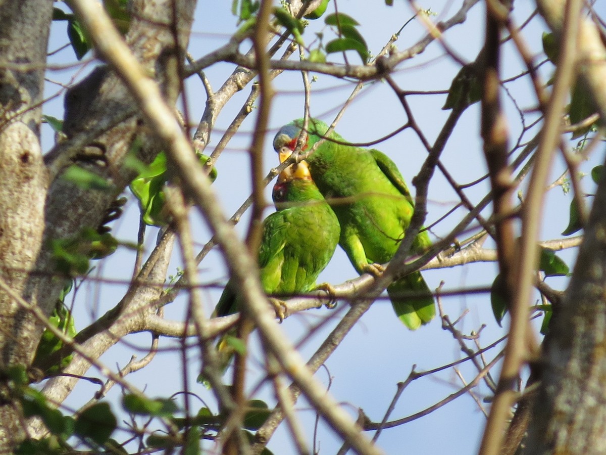 White-fronted Parrot - ML88007071