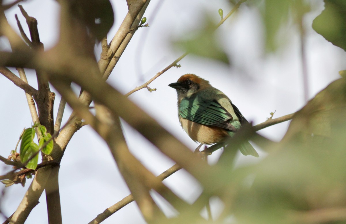 Burnished-buff Tanager (Rufous-crowned) - ML88008251
