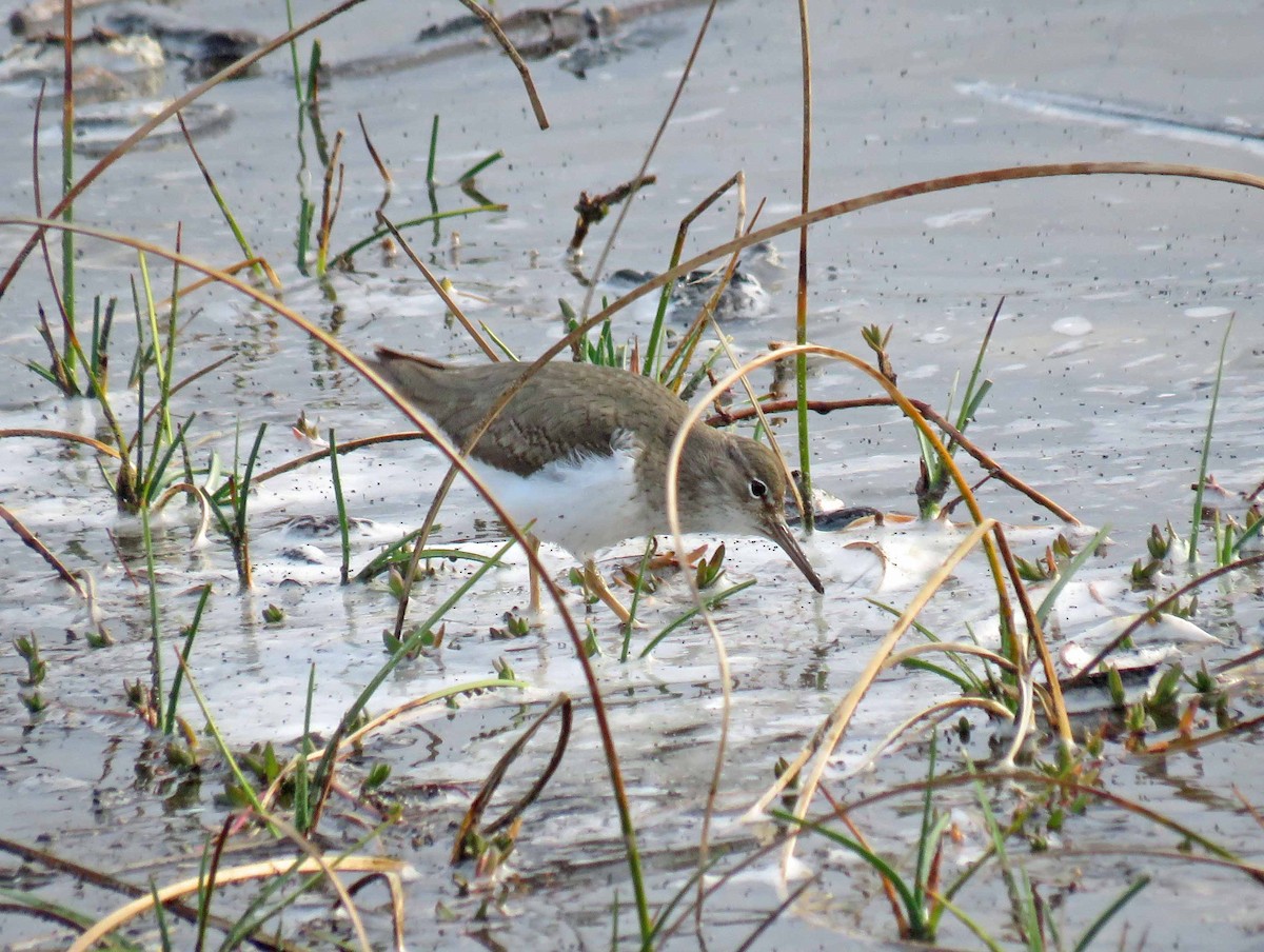 Spotted Sandpiper - Sharon Hull