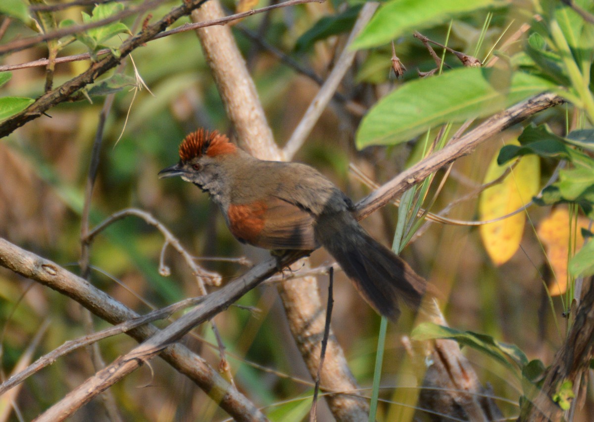 Cinereous-breasted Spinetail - Doug Overacker