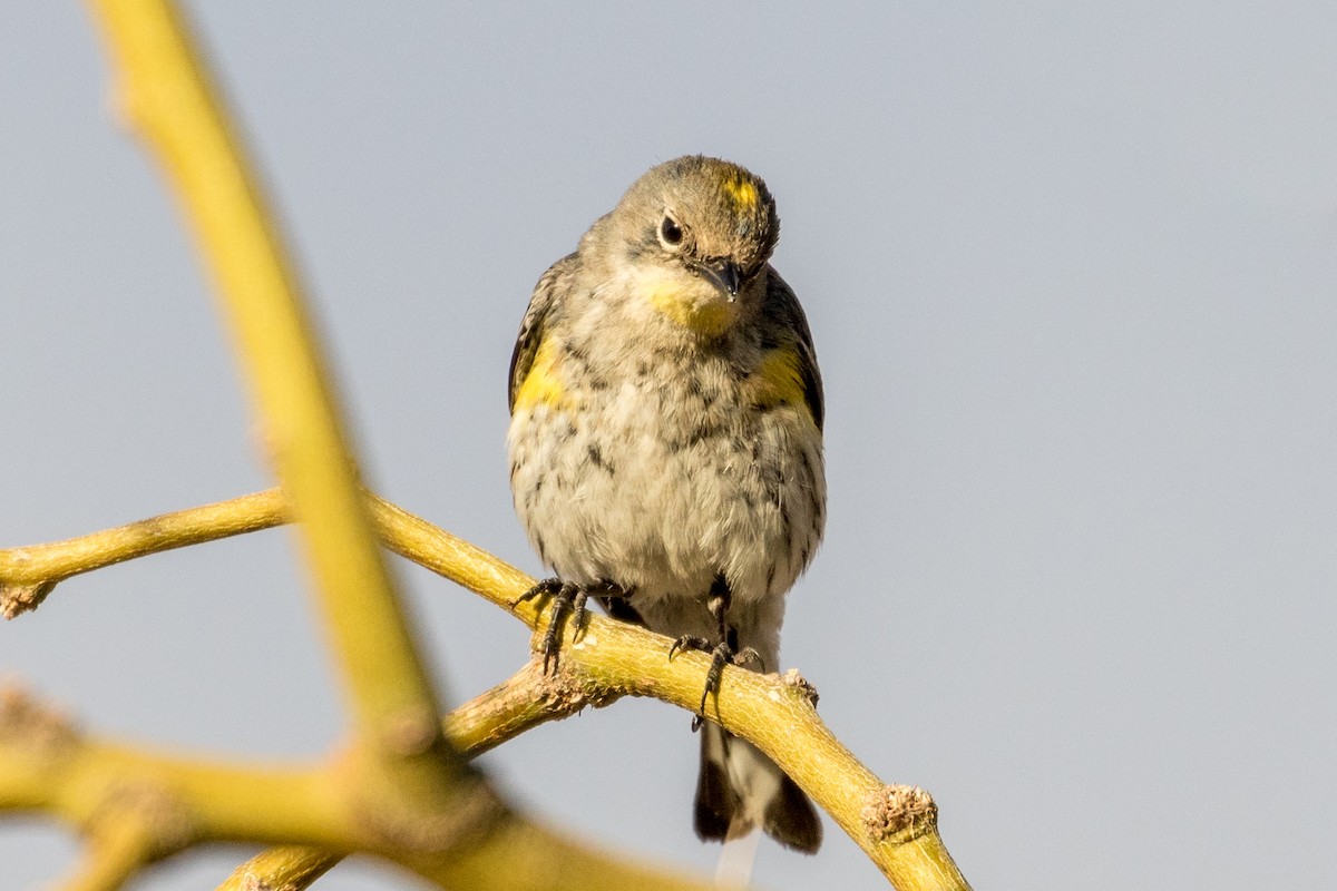 Yellow-rumped Warbler (Audubon's) - ML88013571