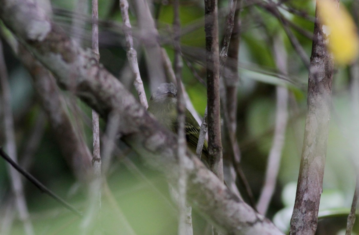 Yellow-olive Flatbill (Guianan) - ML88016041
