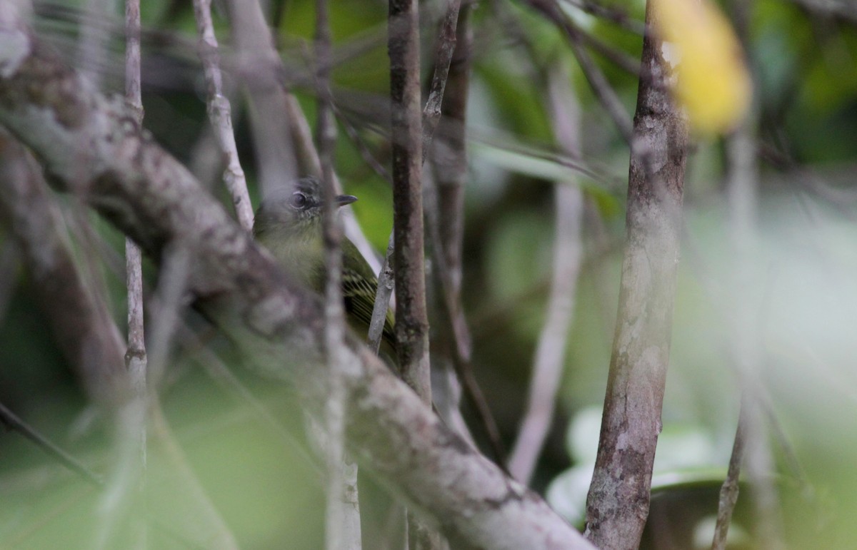 Yellow-olive Flatbill (Guianan) - ML88016081