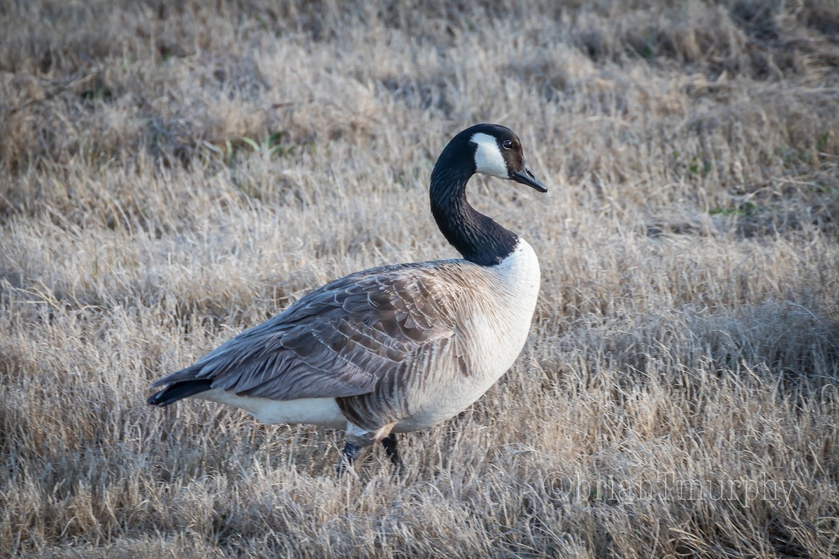 Canada 2024 goose location