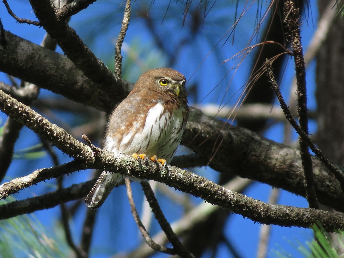 Northern Pygmy-Owl (Guatemalan) - John van Dort